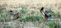 Greater Prairie Chicken, Sandhills of Nebraska