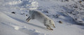 Arctic Fox, Wapusk National Park, Canada