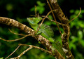 Emerald Basilisk, Costa Rica