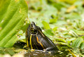 Turtle , Costa Rica