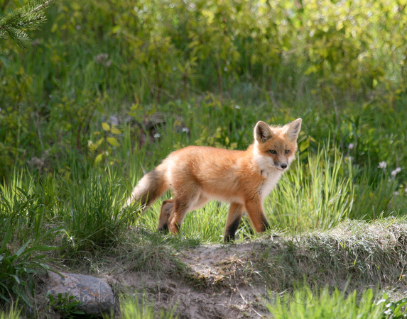 Fox Kit, Yellowstone National Park