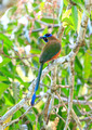 Blue-crowned Motmot, Panama