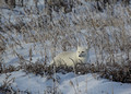 Arctic Fox, Wapusk National Park, Canada