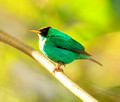 Green Honeycreeper, Panama