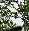 Keel-Billed Toucan, Costa Rica