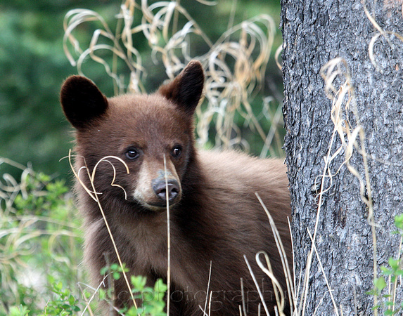 Bear Cub, Waterton Lakes National Park