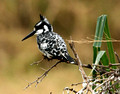 Pied Kingfisher