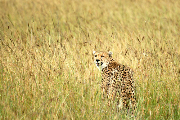Cheetah in the Grass