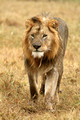 Lion, Ngorongoro Crater, Tanzania