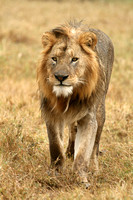 LIONS