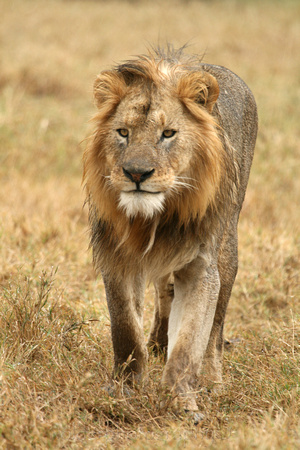 Lion, Ngorongoro Crater, Tanzania