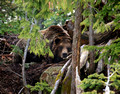 Forest King British Columbia