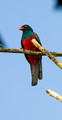 Slaty Tailed Trogon, Costa Rica