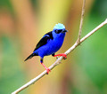 Red-legged Honeycreeper