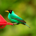 Green Honeycreeper, Panama