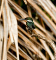 Emerald Kingfisher, Costa Rica