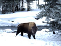 Bison in Winter