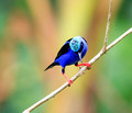Red-legged Honeycreeper