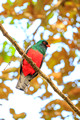 Black Tailed Trogon, Pipeline road, Panama