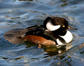 Hooded Merganser