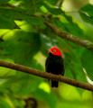 Red-Headed Manakin, Costa Rica
