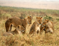 Lions in the Rain  Ngorongora Crater Tanzania