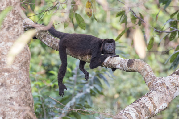 Howler monkey, Panama