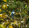 Slaty-tailed Trogon, Costa Rica
