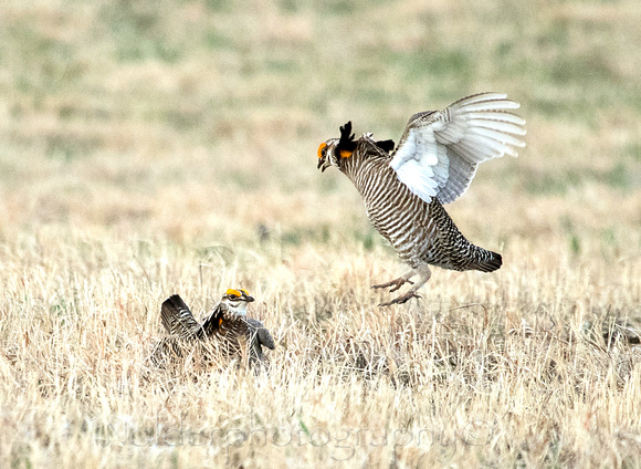 Greater Prairie Chicken, Sandhills of Nebraska