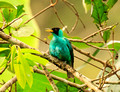 Green Honeycreeper, Panama