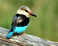 KINGFISHERS