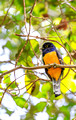 Violaceous Trogon, Panama