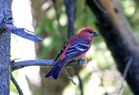 GROSSBEAKS