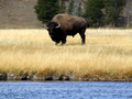 Yellowstone Bison