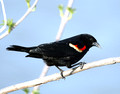 Red Winged Blackbird