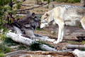 Yellowstone Wolves