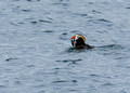 Kenia Fjords, National Park, Alaska