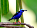 Red-legged Honeycreeper