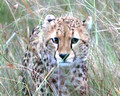 Stalking Cheetah