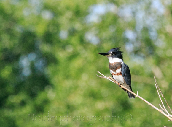 Belted Kingfisher, Lake Flanagan, Omaha
