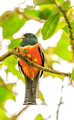 Orange-Bellied Trogon, Panama