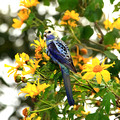 Pale-Headed Rosella, Atherton Tableland, Australia