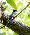 Cuban Trogan