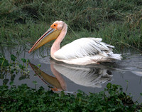 PELICANS