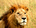 Lions, Ngorongoro Crater, Tanzania