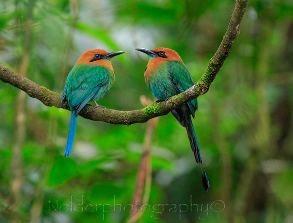 Broad-billed Motmot, Anton Valley , Panama