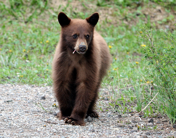 Bear Cub, Waterton Lakes National Park