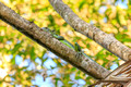Iguana, Panama