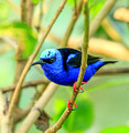 Red-legged Honeycreeper, Panama